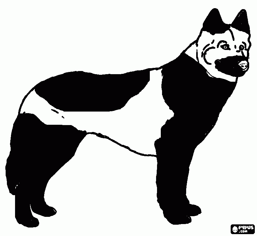 Omalovánka husky