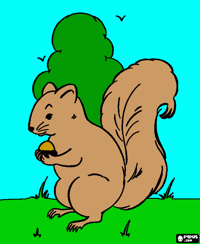 Omalovánka Veverka