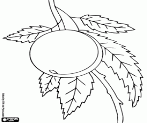 Omalovánka Broskev na stromě