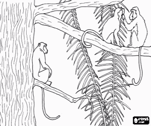 Omalovánka Dlouhoocasá opice na stromě