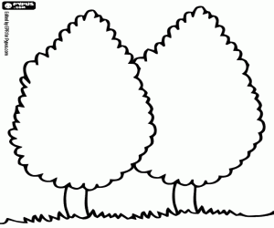 Omalovánka Dva cypřiše, Cupressus