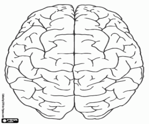 Omalovánka Horní pohled lidského mozku
