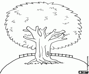 Omalovánka Jehličnatý strom