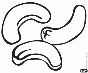 Omalovánka Kešu ořechy, semena