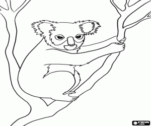Omalovánka Koala, australský vačnatec