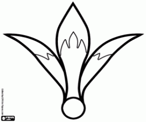 Omalovánka Květ Amaryllus