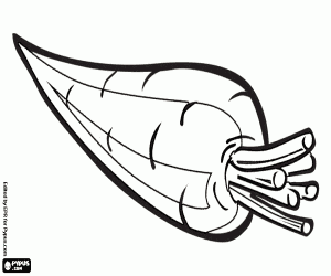 Omalovánka Mrkev, kořenová, zelenina