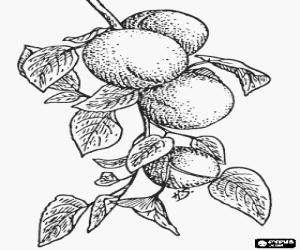 Omalovánka Některé meruňky na strom