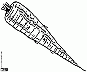 Omalovánka Pastinák, jedlý kořen