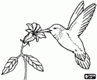 Kolibřík o přesazování květin