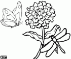 Chrysanthemum, maminka s dragonflyand motýl