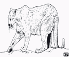 Puma americká, horský lev nebo levhart, velké solitérní kočka