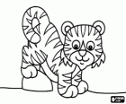 Baby tygr nebo tygřík