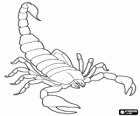 Scorpion, Štíř z řádu pavoukovců