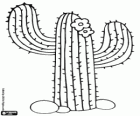 Kaktus Saguaro