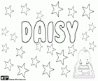 Daisy, její původ je název v angličtině květiny, sedmikrásky