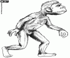 První bipedal hominidů, Australopithecus, druhá fáze evoluce člověka