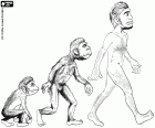 První tři fáze evoluce člověka: hominid primátů, Australopithecus a Homo erectus