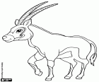 Přímorožec oryx, velké antilopy, Oryx gazella. Jedním z druhů afrických antilop