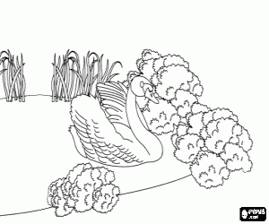 Omalovánka To se stalo labuť