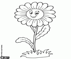 Omalovánka Sedmikráska květ