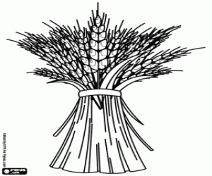 Omalovánka Sklizeň obilovin, pšenice