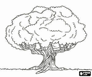 Omalovánka Starý dub