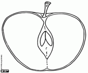 Omalovánka Vnitřek jablko