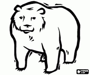 Omalovánka Čtyři legged dospělý medvěd