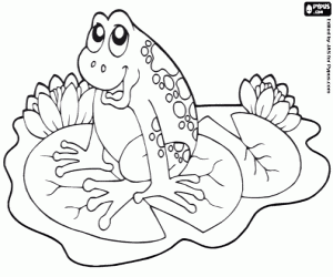 Omalovánka Žába na vodní lilie